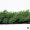Groenwanden - Imitatie haagplanten, Foly Arborvitae - Jivana
