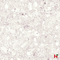 Betontegels - Terrazzo Greige 60 x 60 x 3 cm - Marlux