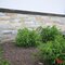 Steenstrips - Steenstrip Natural Hoekenset Gent 40 x 15 x 1,5 - 2 cm - Bauma stone